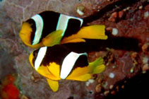 Image of Amphiprion sebae (Sebae anemonefish)
