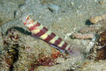 Image of Amblyeleotris wheeleri (Gorgeous prawn-goby)