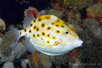 Image of Anoplocapros amygdaloides (Western smooth boxfish)
