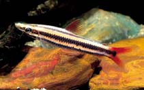 Image of Anostomus anostomus (Striped headstander)