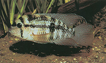 Image of Andinoacara coeruleopunctatus 