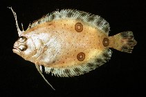 Image of Ancylopsetta dilecta (Three-eye flounder)