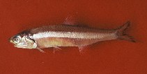 Image of Anchoa filifera (Longfinger anchovy)