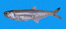 Image of Anchoa lucida (Bright anchovy)