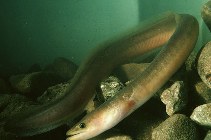 Image of Anguilla malgumora (Indonesian longfinned eel)