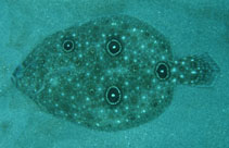Image of Ancylopsetta quadrocellata (Gulf of Mexico ocellated flounder)