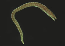 Image of Anarchias similis (Pygmy moray)