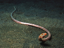 Image of Apterichtus anguiformis (Slender finless eel)