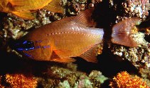 Image of Ostorhinchus aureus (Ring-tailed cardinalfish)