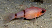 Image of Apogon binotatus (Barred cardinalfish)
