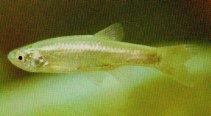 Image of Aphyocypris chinensis (Chinese bleak)