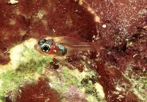 Image of Apogon doryssa (Longspine cardinalfish)