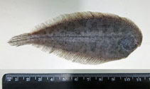 Image of Apionichthys dumerili (Longtail sole)