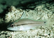 Image of Pristiapogon exostigma (Narrowstripe cardinalfish)