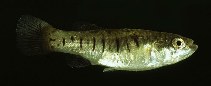 Image of Aphanius fasciatus (Mediterranean banded killifish)