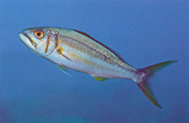 Image of Aphareus furca (Small toothed jobfish)