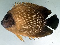 Image of Apolemichthys guezei (Reunion angelfish)
