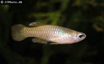 Image of Micropanchax hutereaui (Meshscaled topminnow)