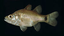 Image of Yarica hyalosoma (Humpbacked cardinalfish)