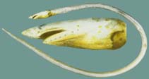 Image of Apterichtus klazingai (Sharpsnout snake eel)