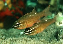 Image of Ostorhinchus moluccensis (Moluccan cardinalfish)