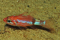 Image of Apogon phenax (Mimic cardinalfish)