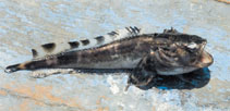 Image of Aphos porosus (Banded toadfish)