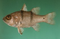 Image of Apogonichthyoides pseudotaeniatus (Doublebar cardinalfish)