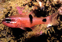 Image of Apogon retrosella (Barspot cardinalfish)