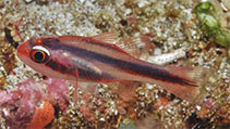 Image of Apogon semiornatus (Oblique-banded cardinalfish)