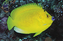 Image of Apolemichthys trimaculatus (Threespot angelfish)