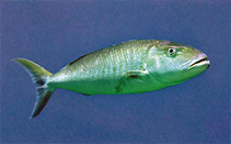 Image of Aprion virescens (Green jobfish)