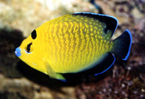Image of Apolemichthys xanthopunctatus (Goldspotted angelfish)