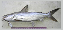 Image of Arius africanus (African sea catfish)
