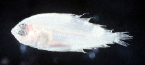 Image of Arnoglossus elongatus (Long lefteye flounder)