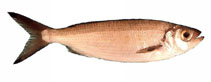 Image of Arripis georgiana (Australian herring)