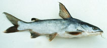 Image of Arius maculatus (Spotted catfish)