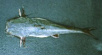 Image of Sciades passany (Passany sea catfish)
