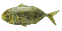 Image of Ariomma regulus (Spotted driftfish)