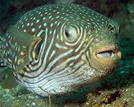 Image of Arothron reticularis (Reticulated pufferfish)