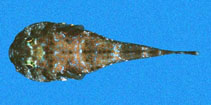 Image of Arcos rhodospilus (Rock clingfish)