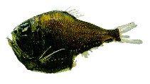 Image of Argyropelecus sladeni (Sladen\