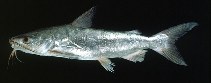 Image of Plicofollis layardi (Thinspine sea catfish)