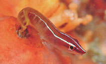 Image of Aspasmichthys alorensis (Alor clingfish)