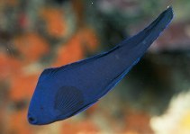 Image of Assessor macneilli (Blue devilfish)