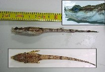 Image of Aspidophoroides monopterygius (Alligatorfish)