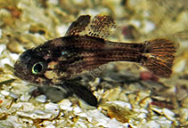 Image of Astrapogon stellatus (Conchfish)