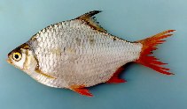 Image of Barbonymus altus (Red tailed tinfoil)