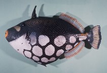 Image of Balistoides conspicillum (Clown triggerfish)
