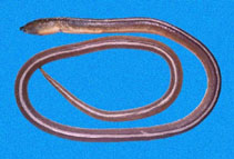 Image of Bascanichthys cylindricus (Round sand-eel)